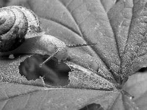 blur, leaf, snail