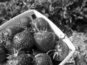blur, garden, strawberries