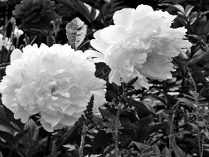 White, garden, blur, Peonies