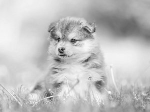 Puppy, grass, blurry background, Finnish Lapphund