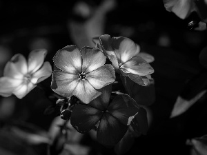 Colourfull Flowers, phlox, blurry background, Pink