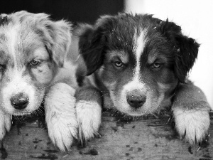 board, Australian Shepherd, puppies, feet, Two cars