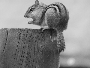 Chipmunk, board