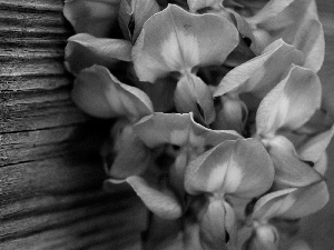 orchids, board