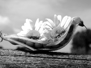 board, Flowers, peas