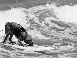 board, surf, rescuer, Waves, dog