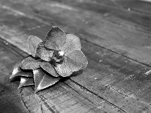 boarding, orchid, leaves