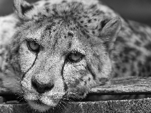 The look, Cheetah, boarding