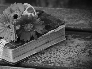 Pink, Book, boarding, gerberas