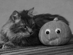 Eyes, boarding, pumpkin, look, cat