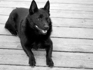 Schipperke, boarding