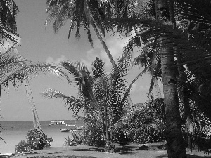 Sand, water, Boats, Palms