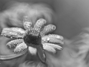 Daisy, Colourfull Flowers, Bokeh, White