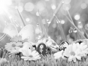 Easter, daisy, Bokeh, eggs