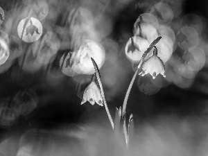 Leucojum, Bokeh, Flowers, Two, White