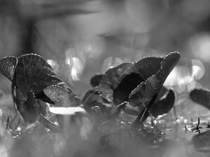 Leaf, Bokeh