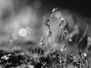 Moss, blades, Bokeh, Close