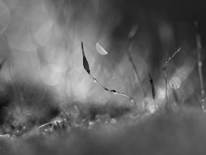 Moss, Close, Bokeh, blades