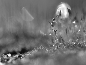 Moss, Close, Bokeh, blades