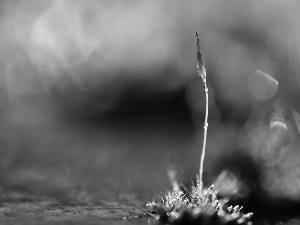 Moss, stalk, Bokeh, Lichen