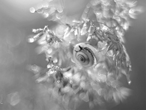 plant, snail, Bokeh, shell