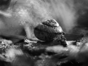 Bokeh, shell, snail