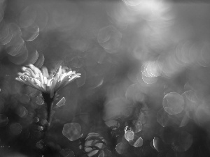 Bokeh, Aster, Violet