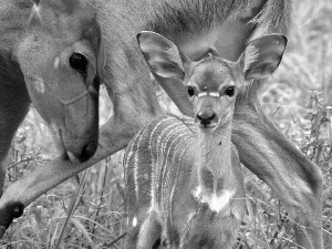 Antelope, Bongo