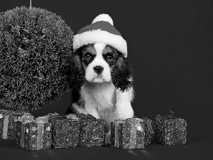 dog, decor, Bonnet, Christmas