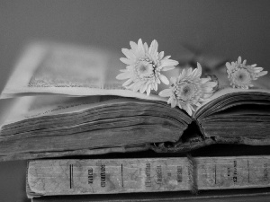 Book, Yellow, gerberas