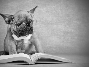 dog, Book, French Bulldog, Glasses