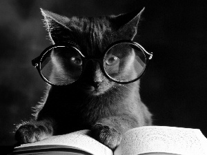 Book, kitten, Glasses