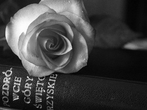 Pink, black, Book, rose