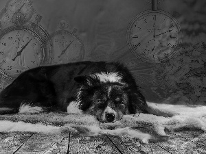 lying, Border Collie, clocks, dog