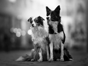 fuzzy, background, Dogs, Border Collie, Two cars