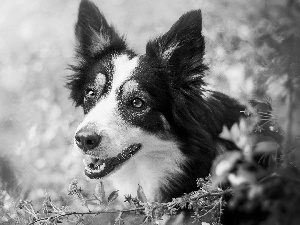 Flowers, pinto, Border Collie