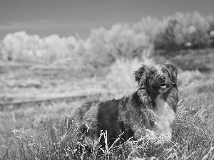 grass, Australian Shepherd, Australian Shepherd