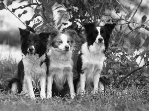 Border Collie, green