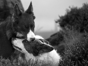 heather, Dogs, Border Collie