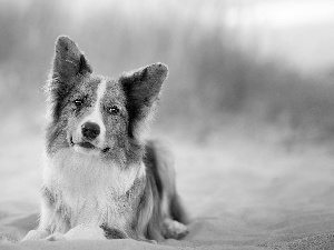 Beaches, Sand, dog, Border Collie, lying