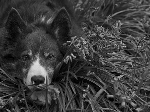 muzzle, Flowers, dog, Border Collie, lying