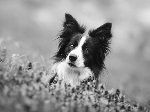 Meadow, dog, Border Collie