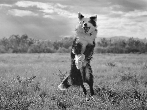 Border Collie, Meadow