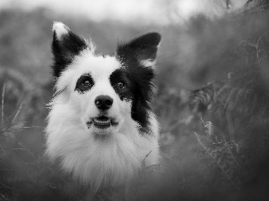 Border Collie, portrait