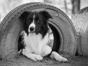 Border Collie, tires