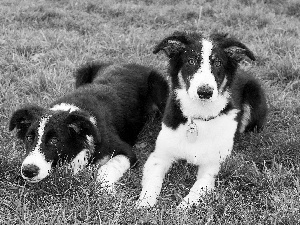 grass, Two cars, Border Collie