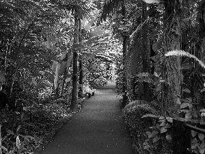 Aloha State Hawaje, botanical garden, alley, tropical