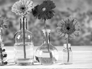 gerberas, bottles