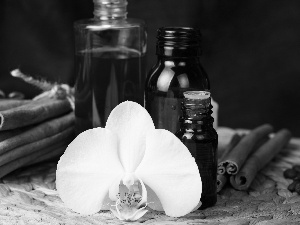 White, vanilla, Bottles, orchid