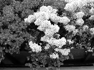 Bougainvillea, Flowers, bush